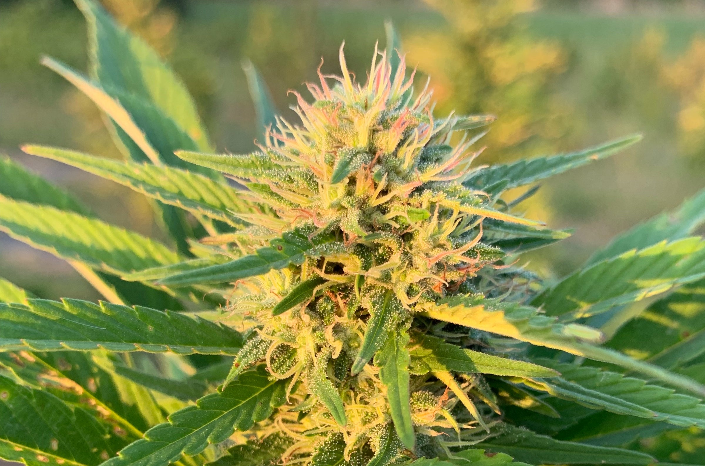 Oikucountry Roads Health And Wellness Dispensary 52 - r98timt