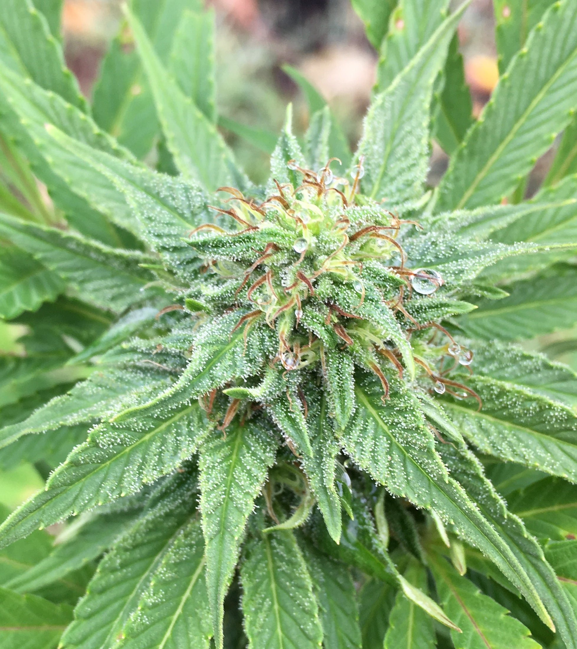 Oikucountry Roads Health And Wellness Dispensary 52 - 3ptyuc6